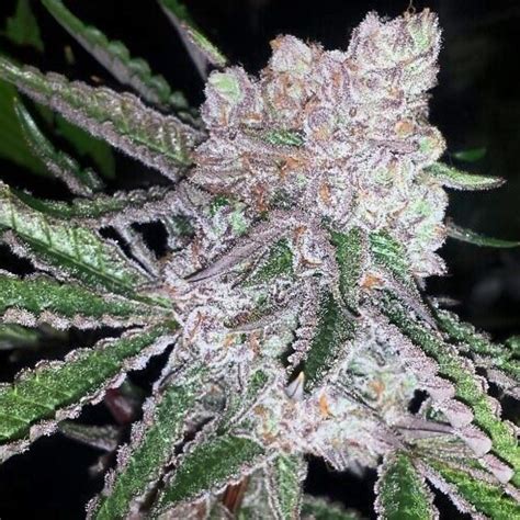 Bubblegum Boogie Strain Info / Bubblegum Boogie Weed By .